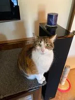 Lost cat in Pineville, NC, 28134