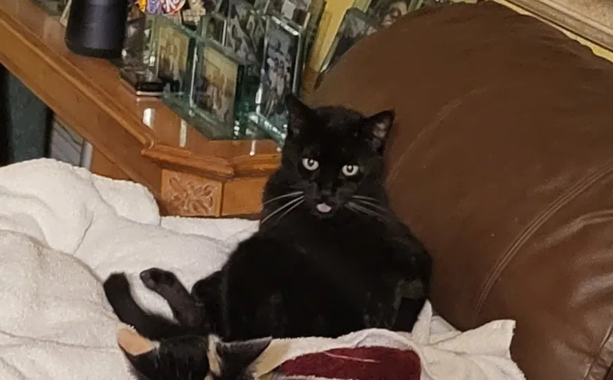 Lost cat in San Diego, CA, 92117