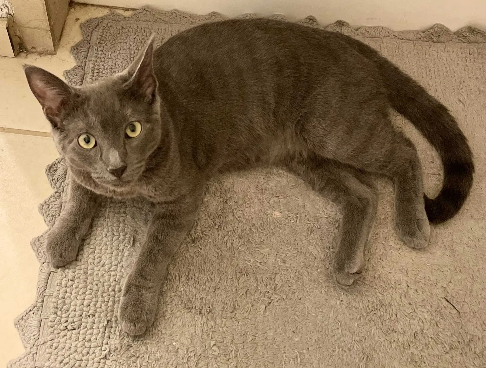 Lost cat in Wildomar, CA, 92595