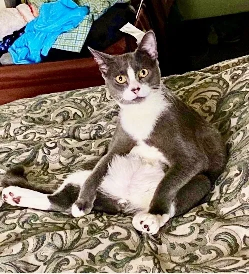 Lost cat in Concord, CA, 94521