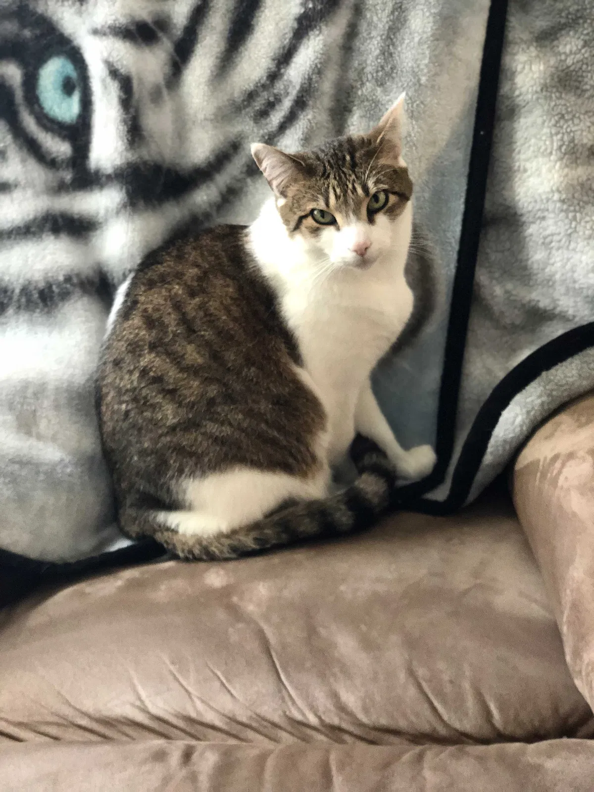 Lost cat in Winston Salem, NC, 27127