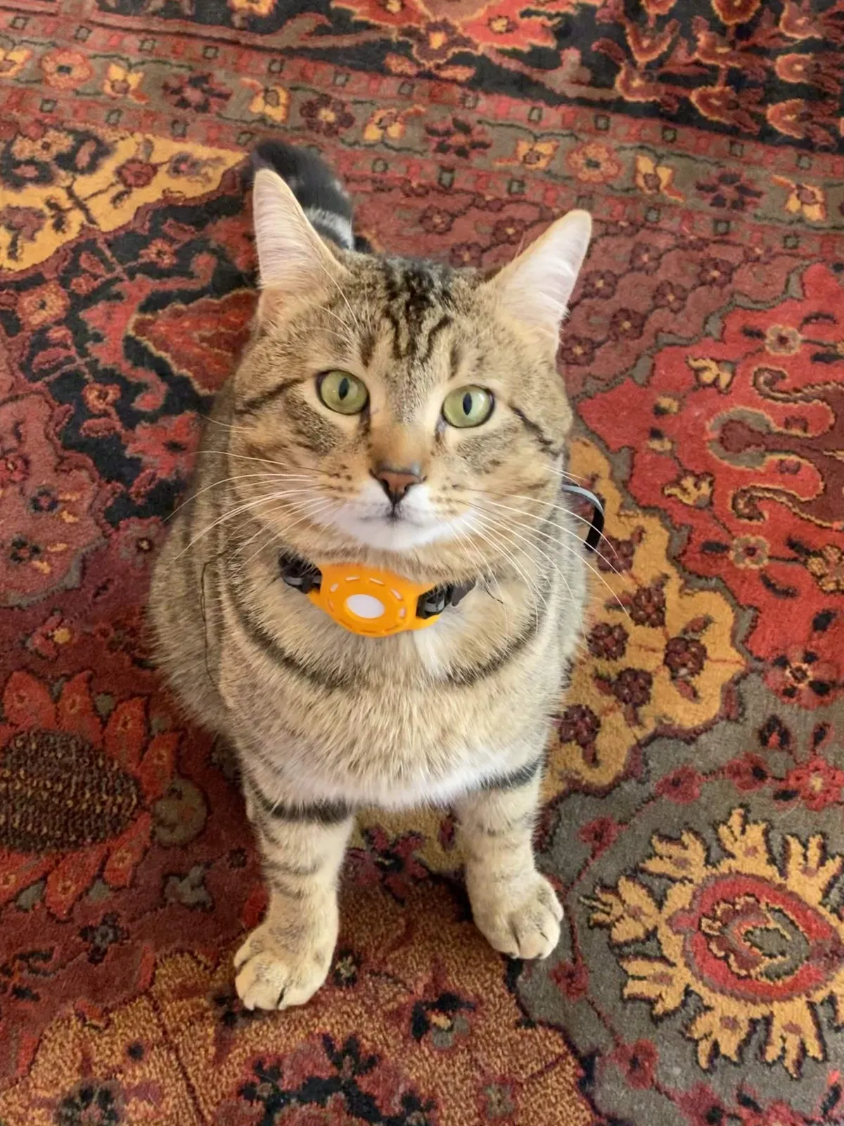Lost cat in Bellevue, WA, 98007