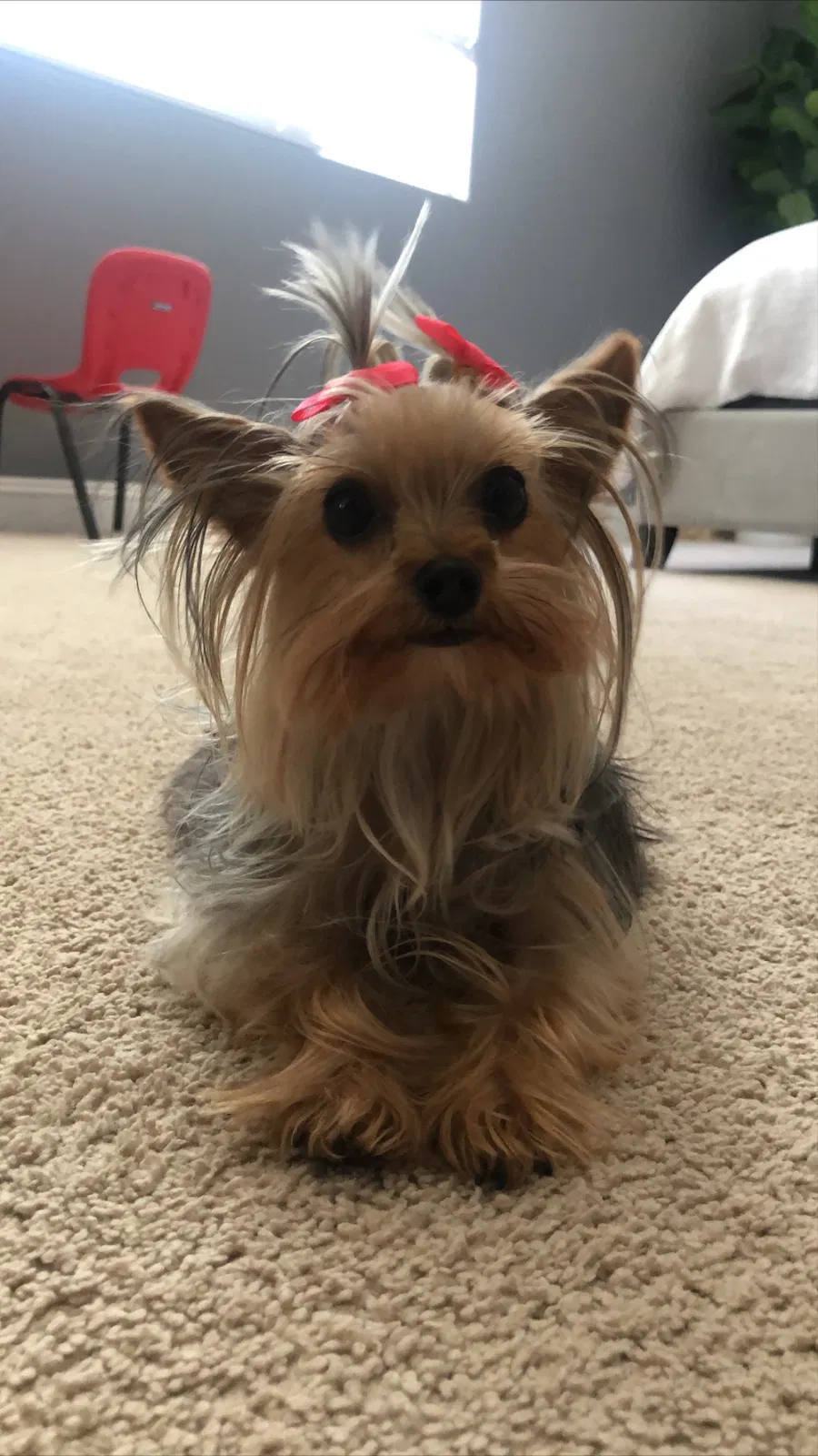 Lost dog in Los Angeles, CA, 90037