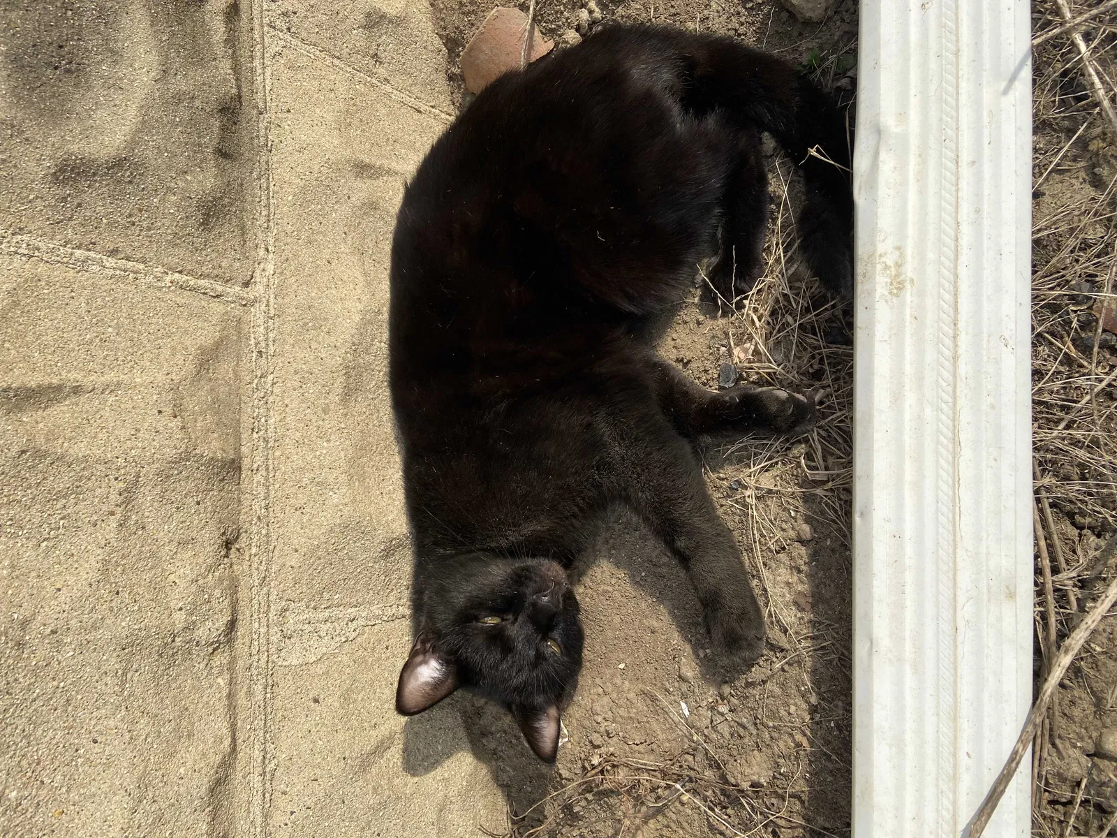 Lost cat in Lafayette, IN, 47905