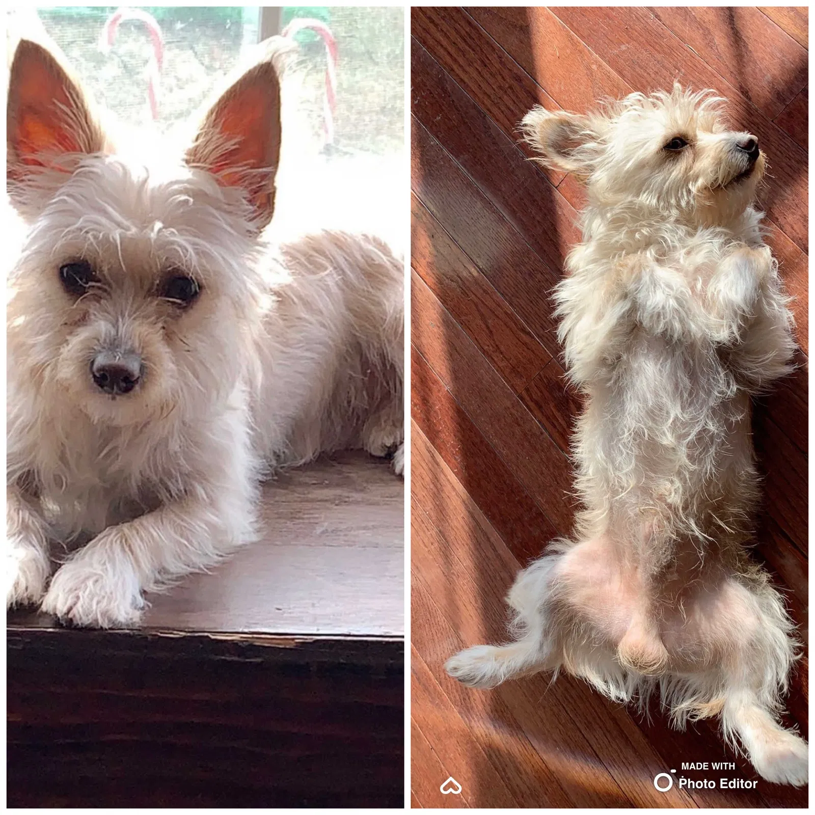 Lost dog in Dayton, OH, 45432