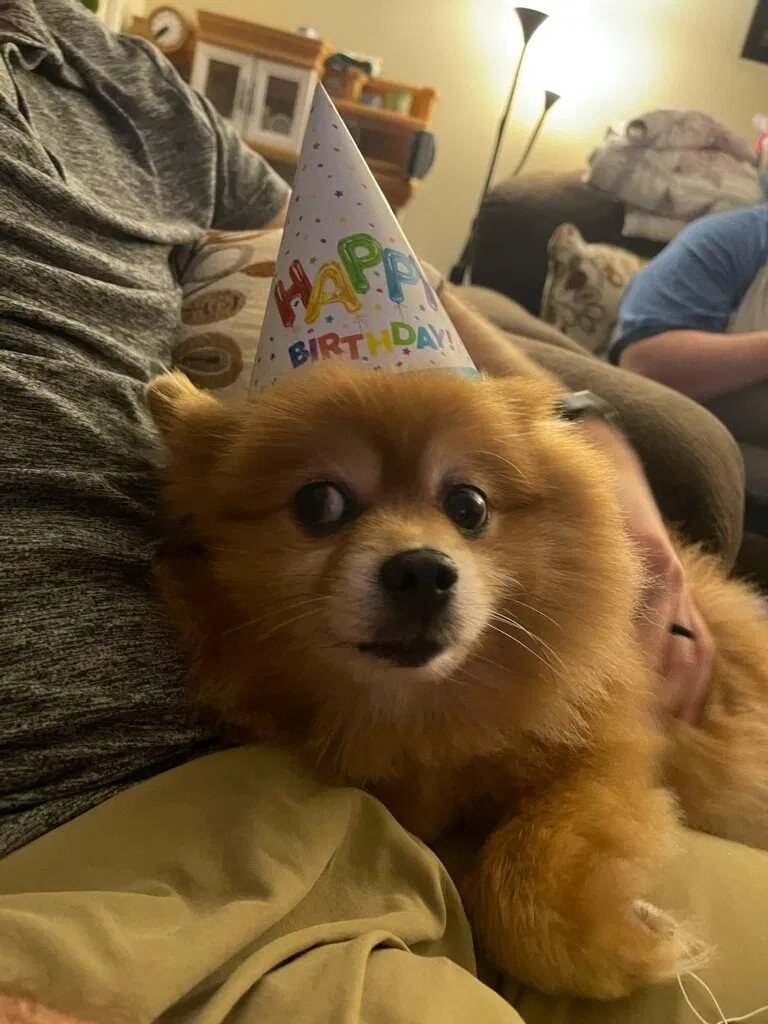 Lost dog in Murfreesboro, TN, 37130
