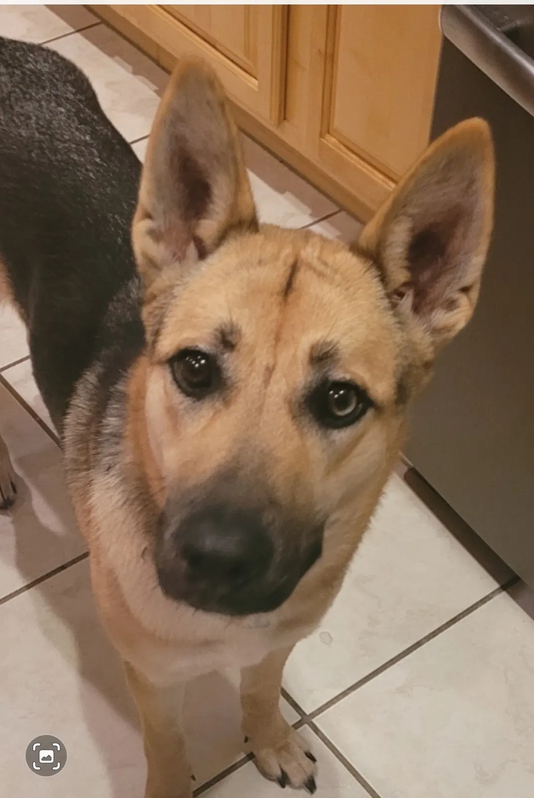 Lost dog in Tazewell, TN, 37879