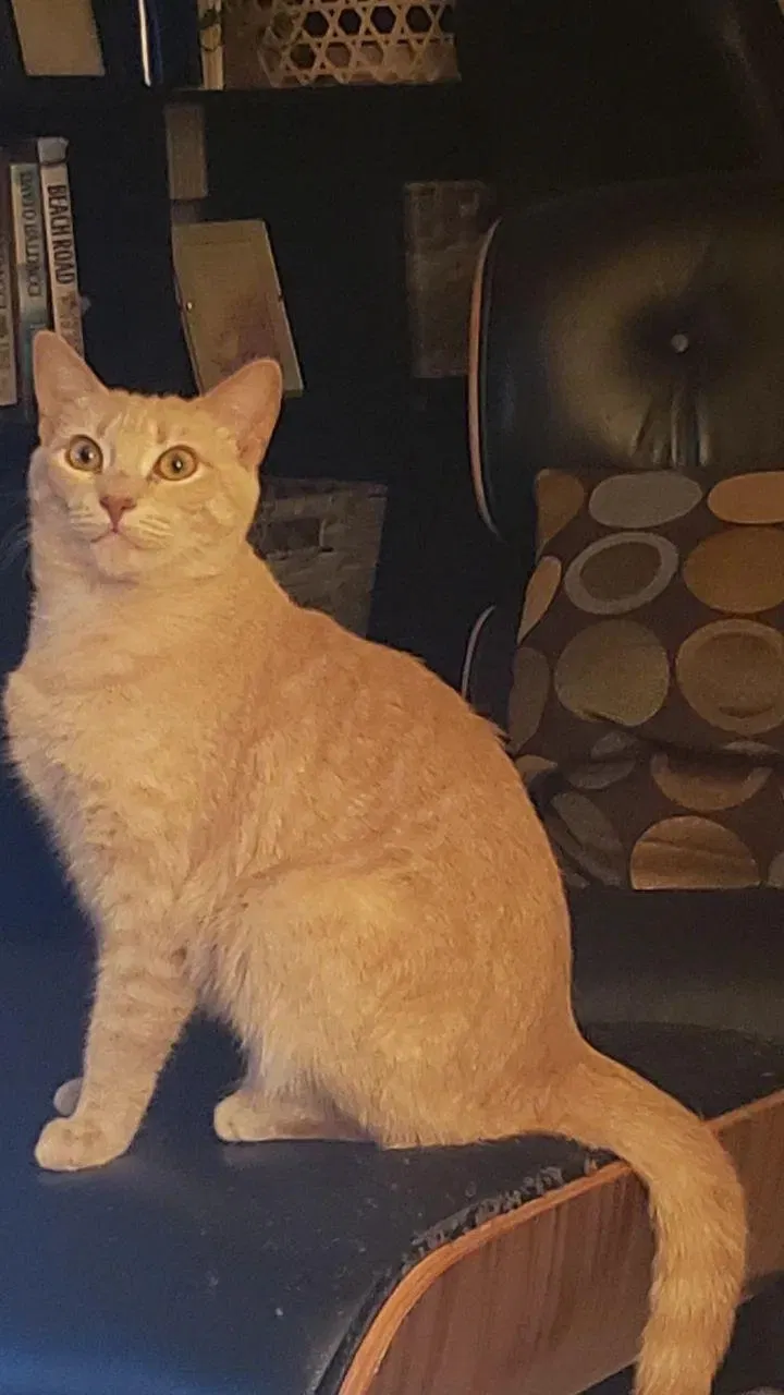 Lost cat in Clearwater, FL, 33764