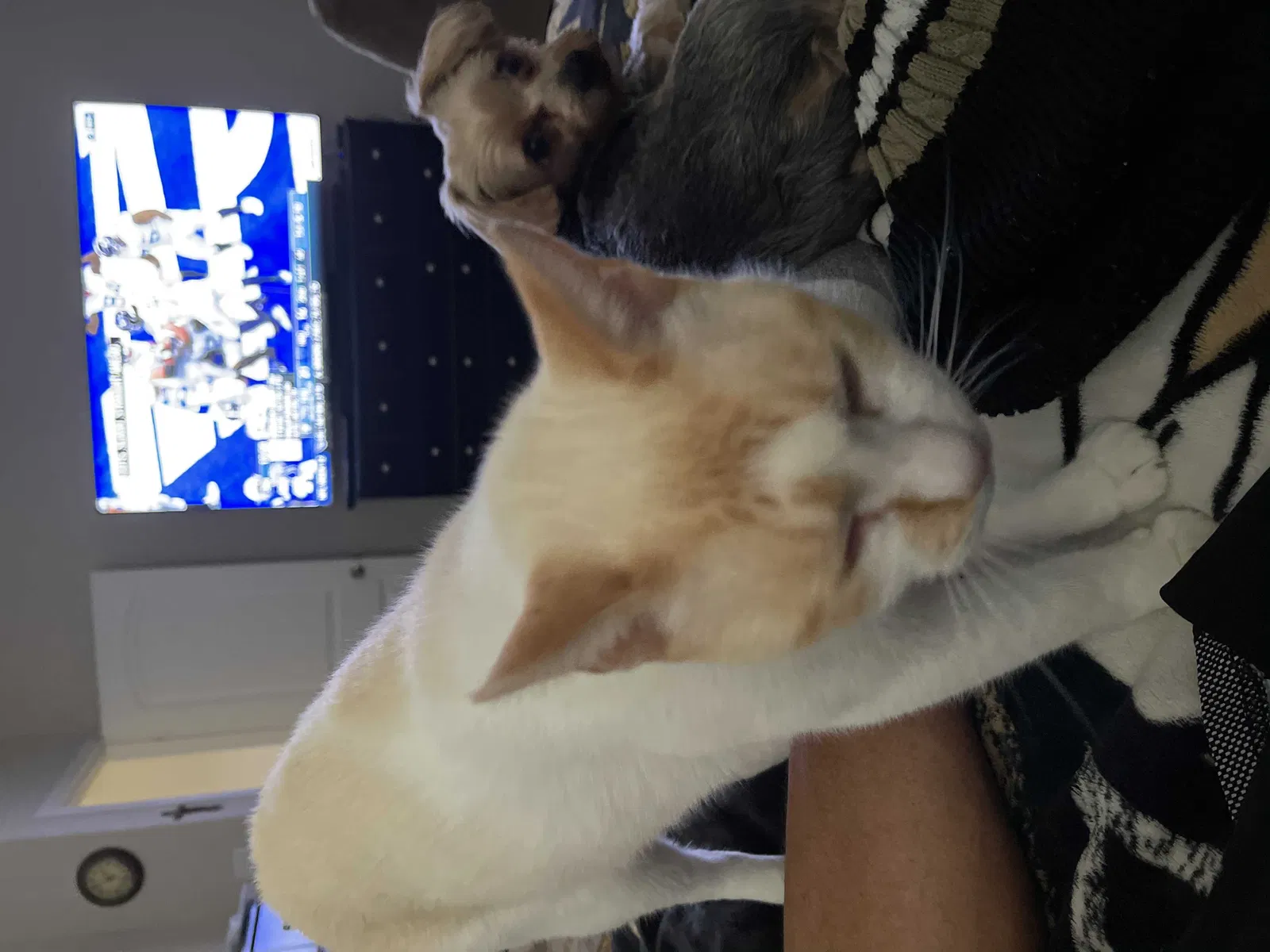 Lost cat in Killeen, TX, 76542