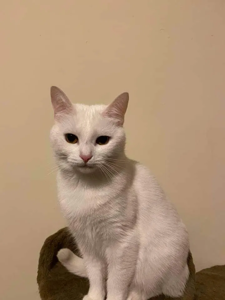Lost cat in Newark, OH, 43055