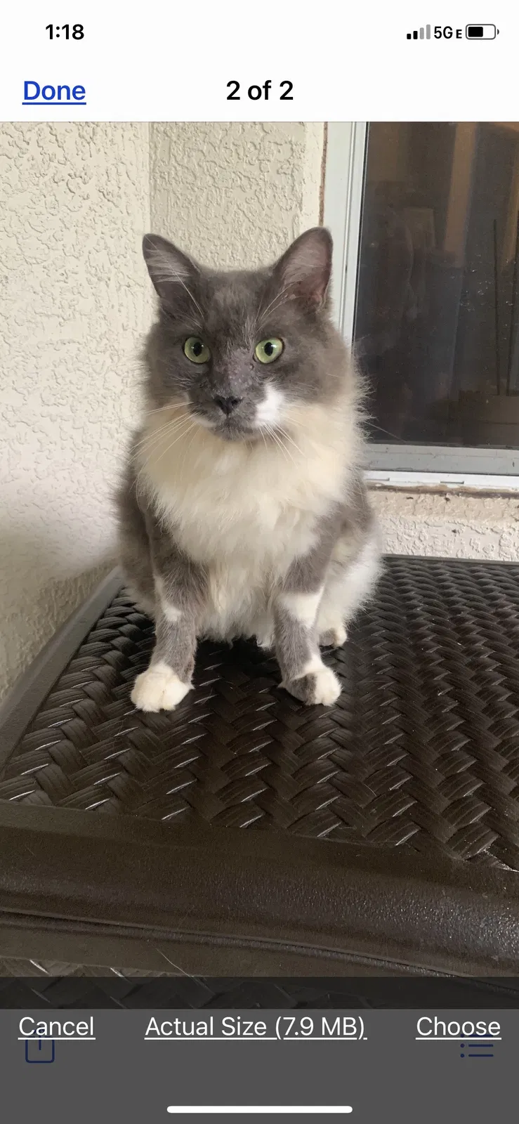 Lost cat in Tallahassee, FL, 32303