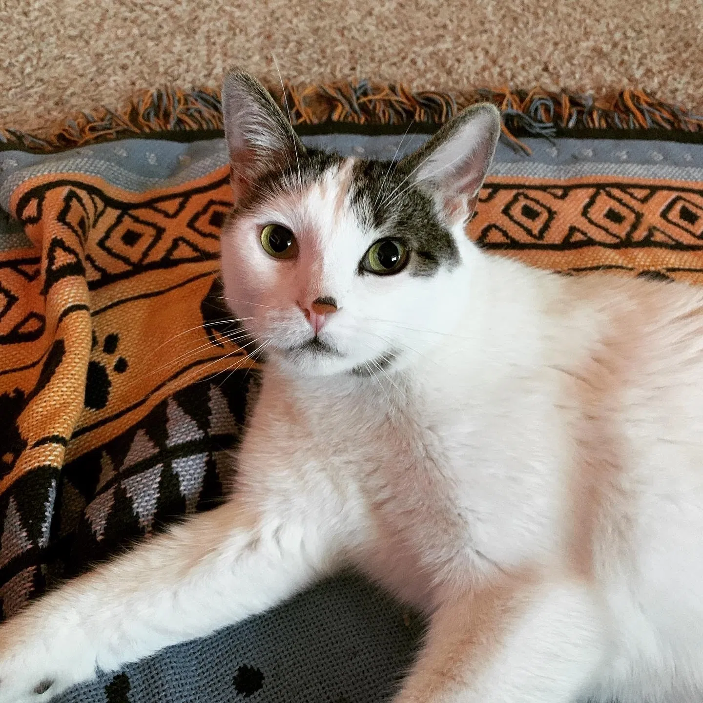 Lost cat in New Braunfels, TX, 78130