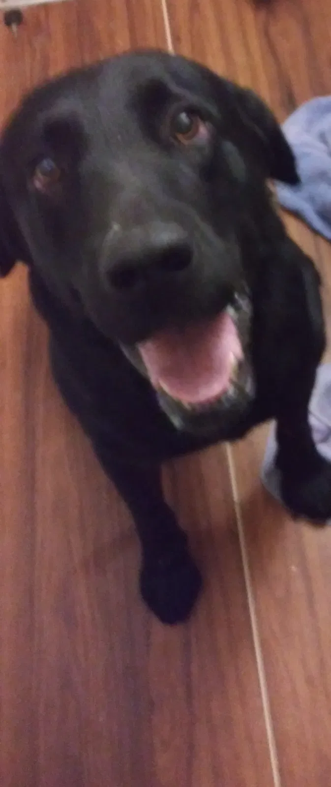 Found dog in Bamberg, SC, 29003
