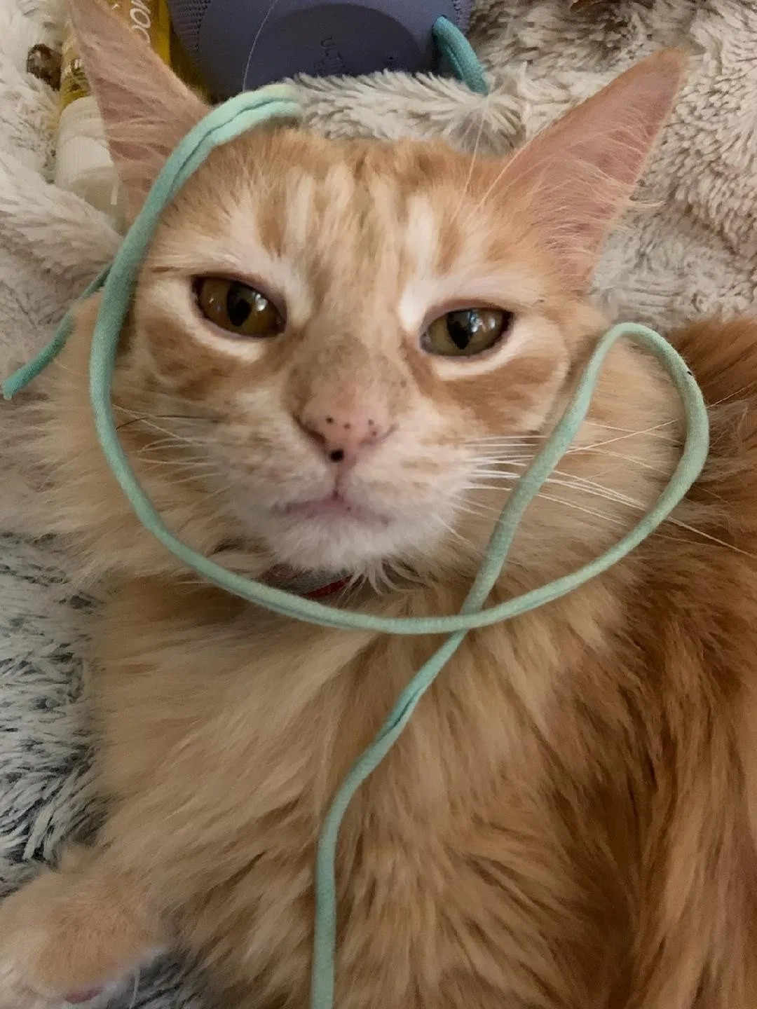 Lost cat in Brentwood, CA, 94513