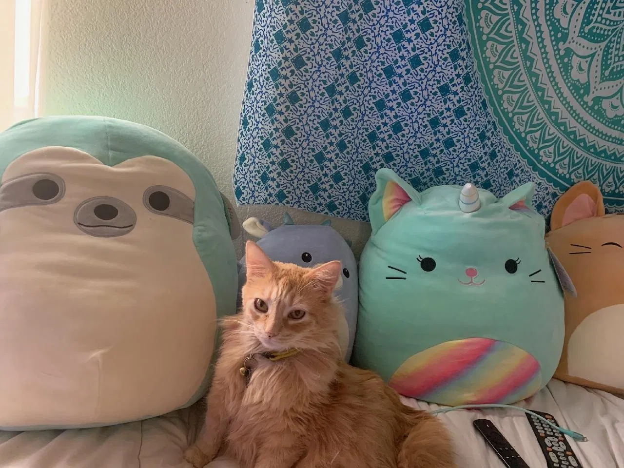 Lost cat in Brentwood, CA, 94513