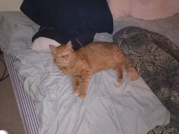 Lost cat in Pueblo, CO, 81005