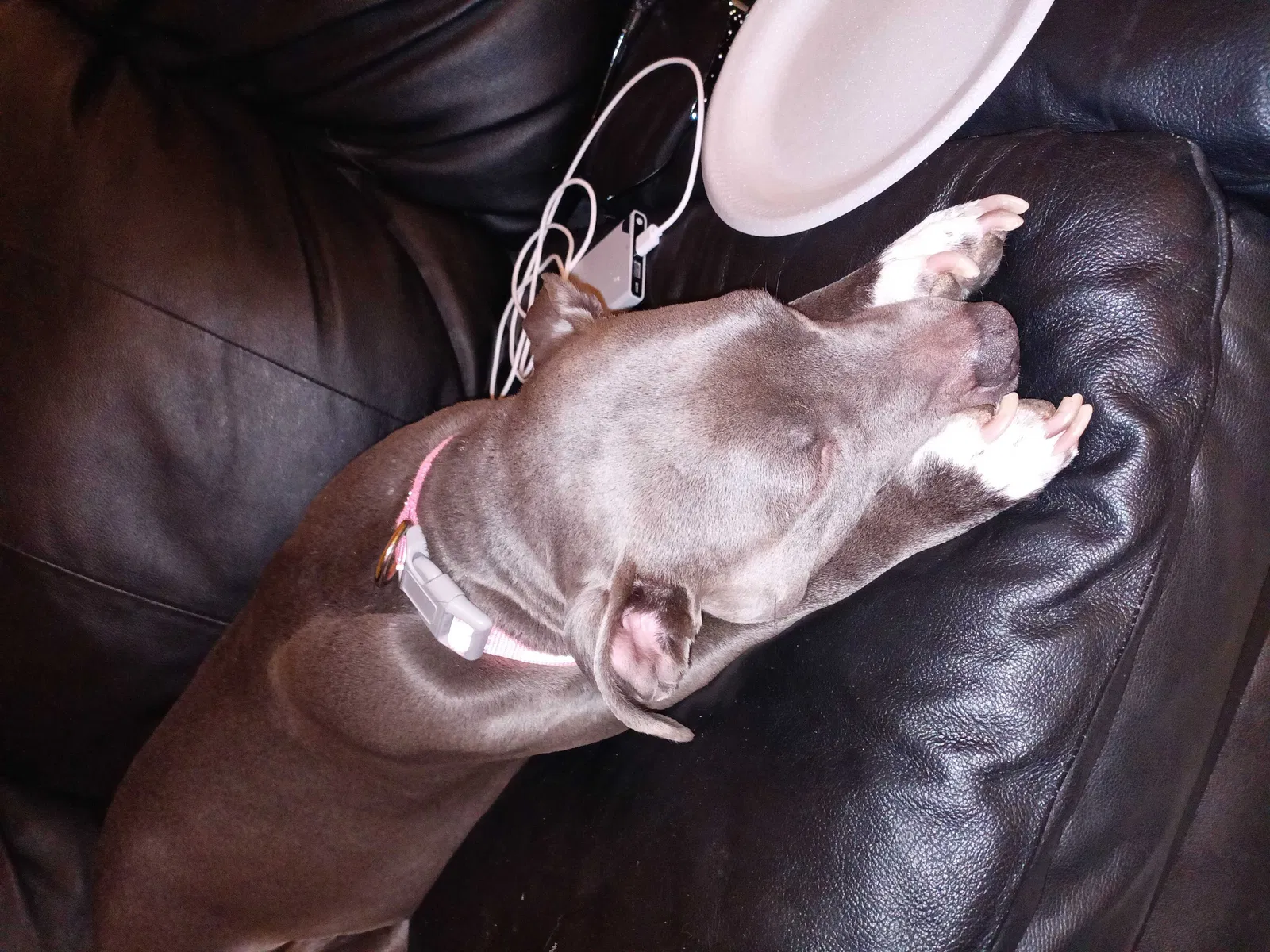 Lost dog in Wichita Falls, TX, 76310