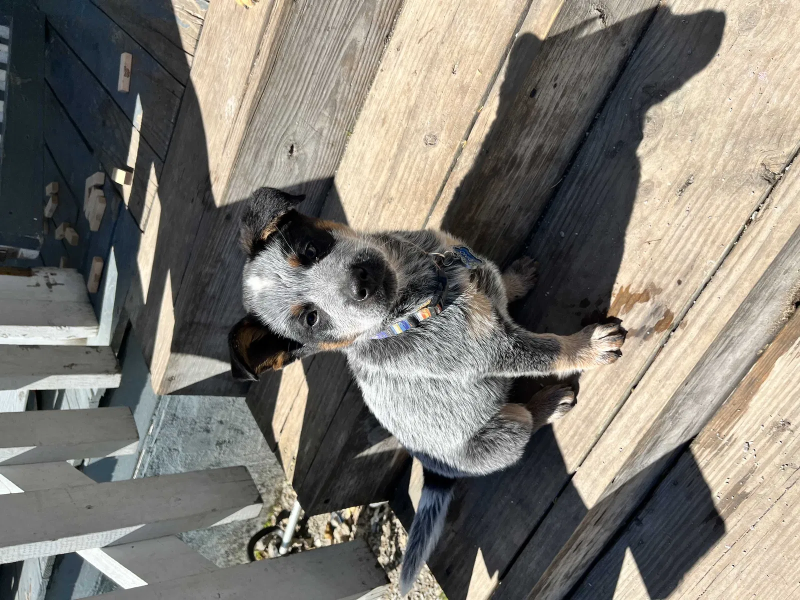 Lost dog in Chattanooga, TN, 37407