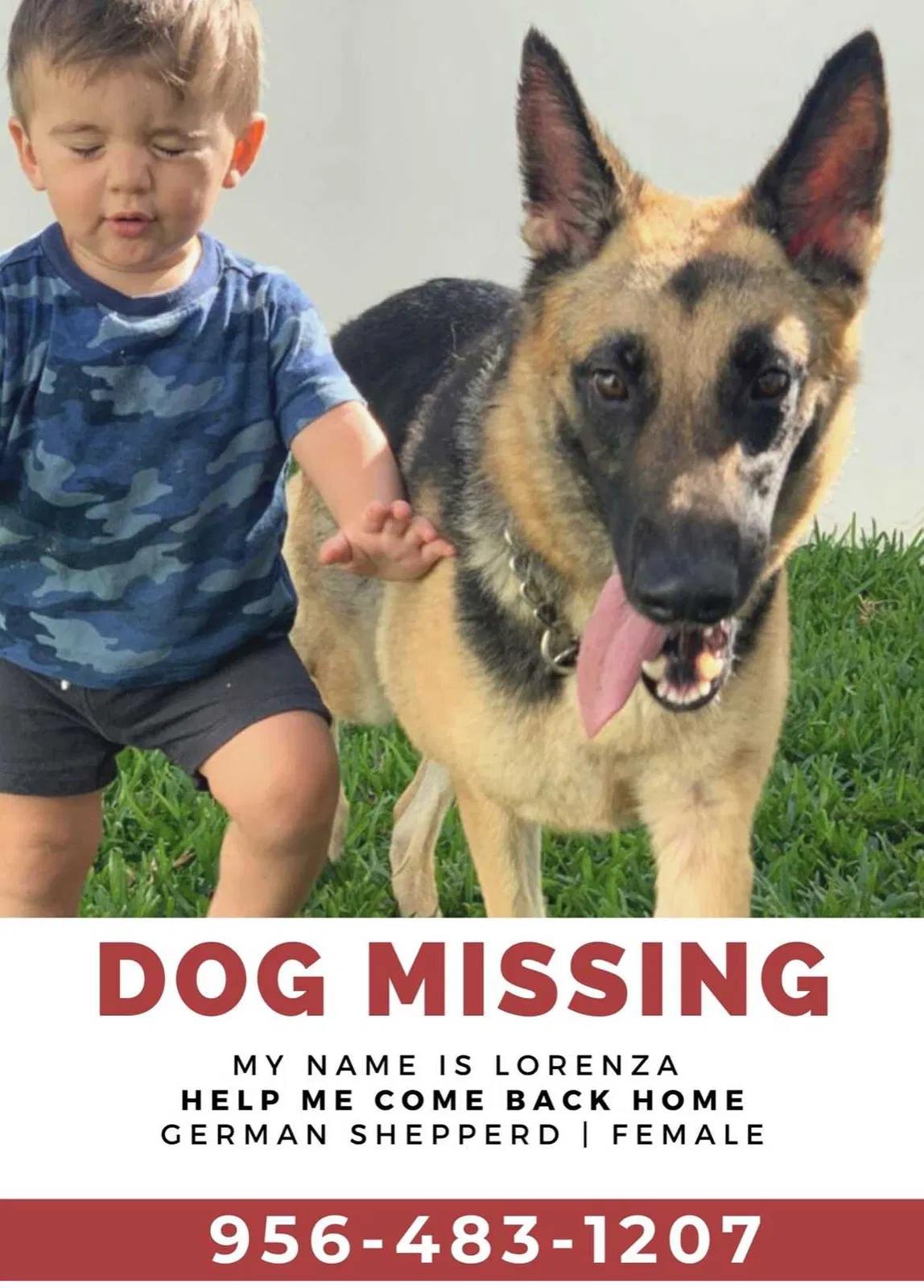 Lost dog in Mcallen, TX, 78503