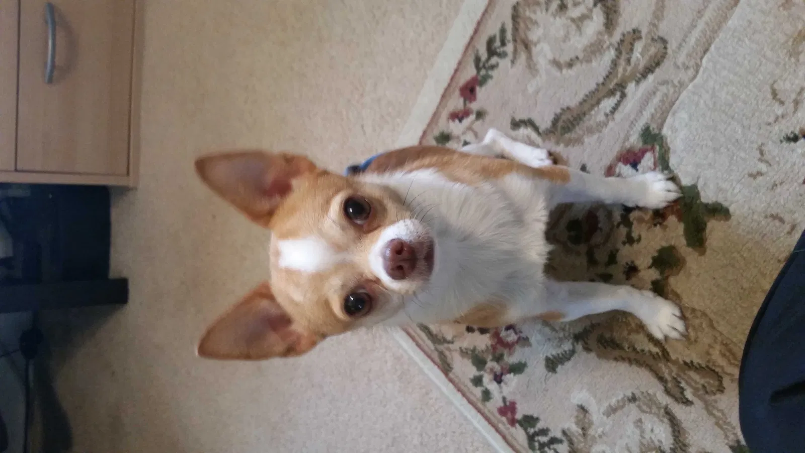 Lost dog in Monroe, NC, 28110