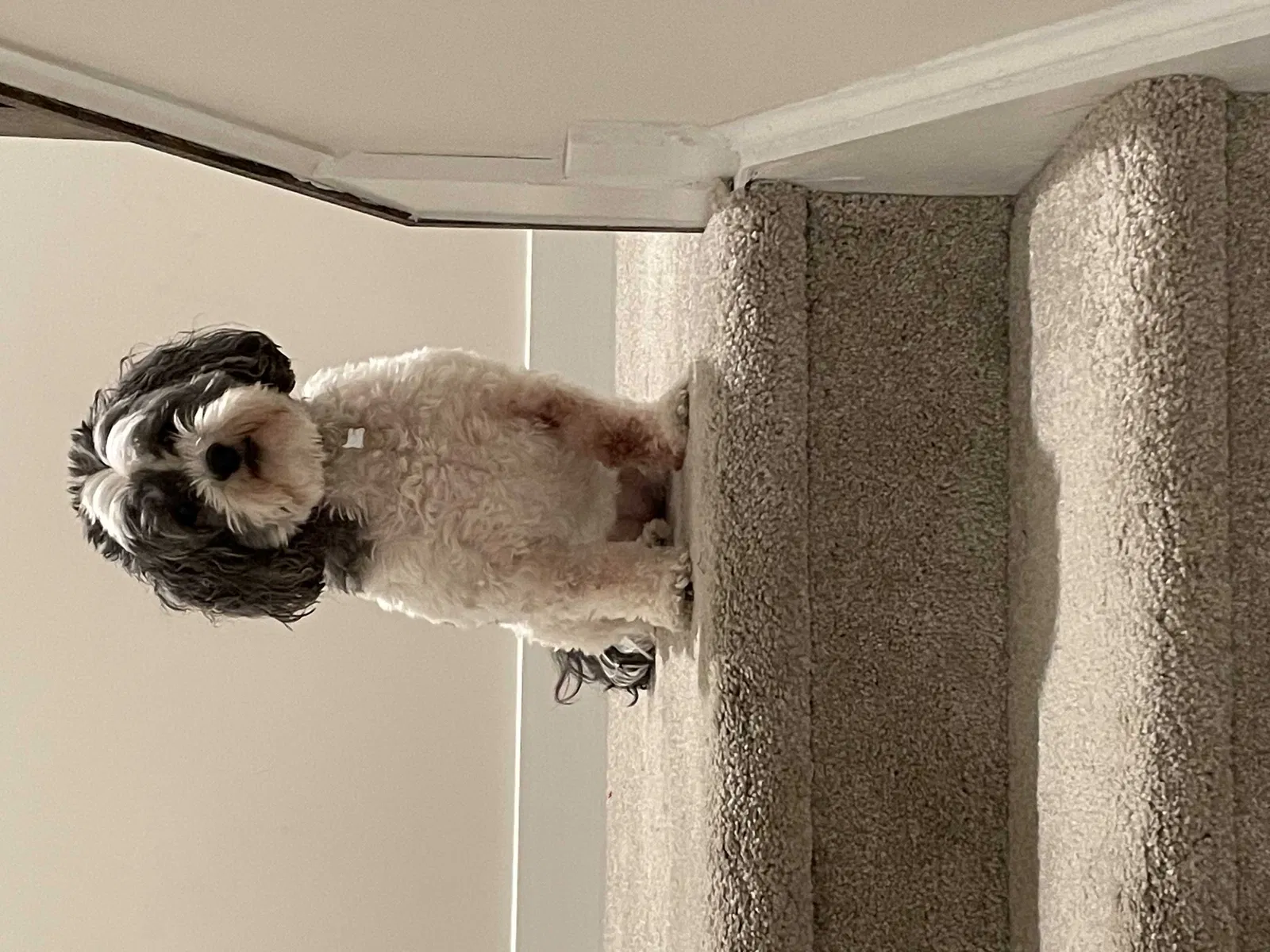 Lost dog in Mooresville, NC, 28115