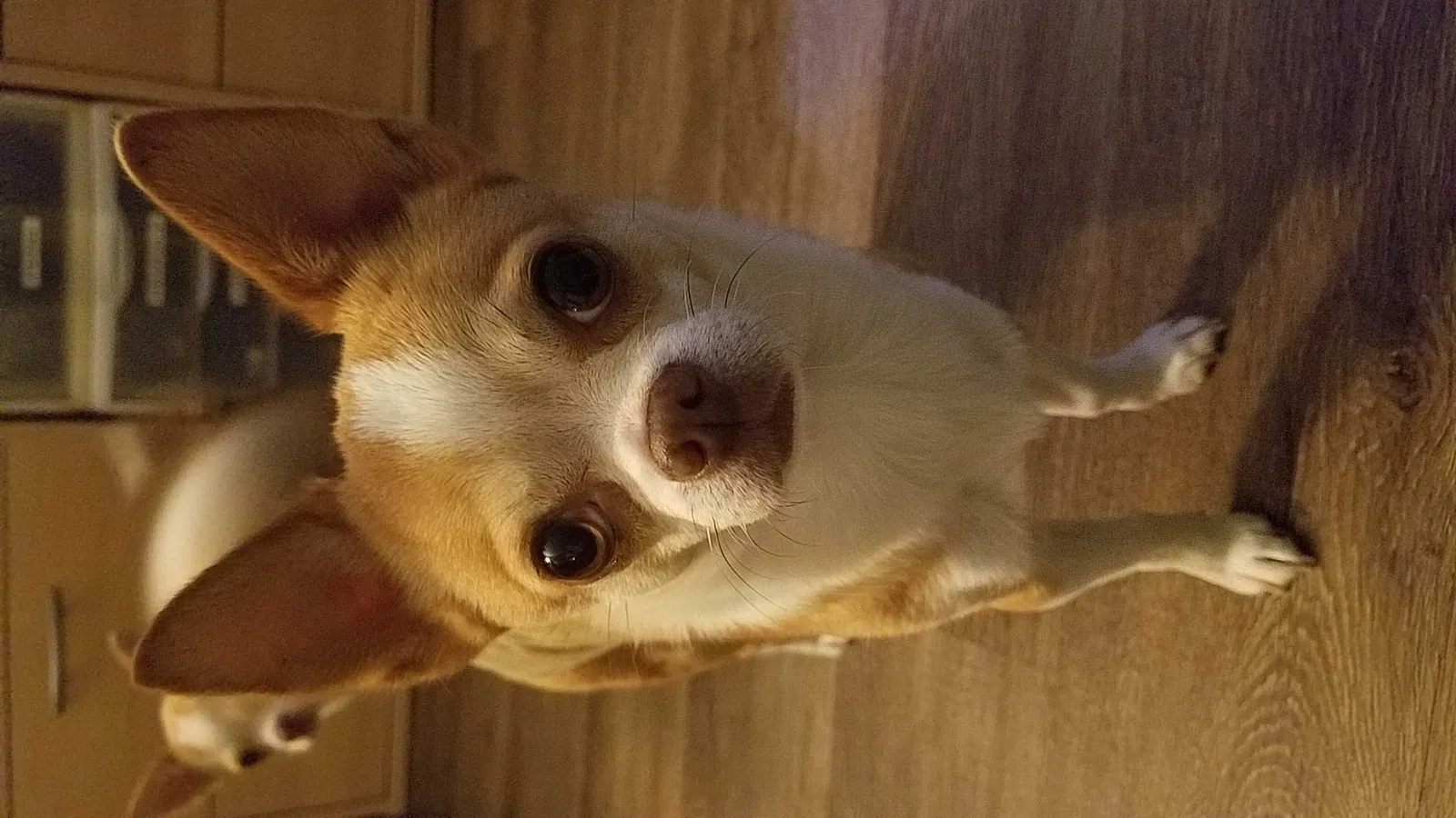 Lost dog in Monroe, NC, 28110