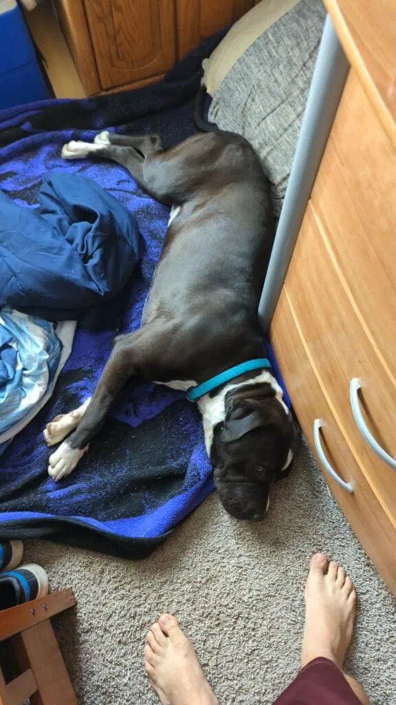 Lost dog in Brighton, CO, 80603