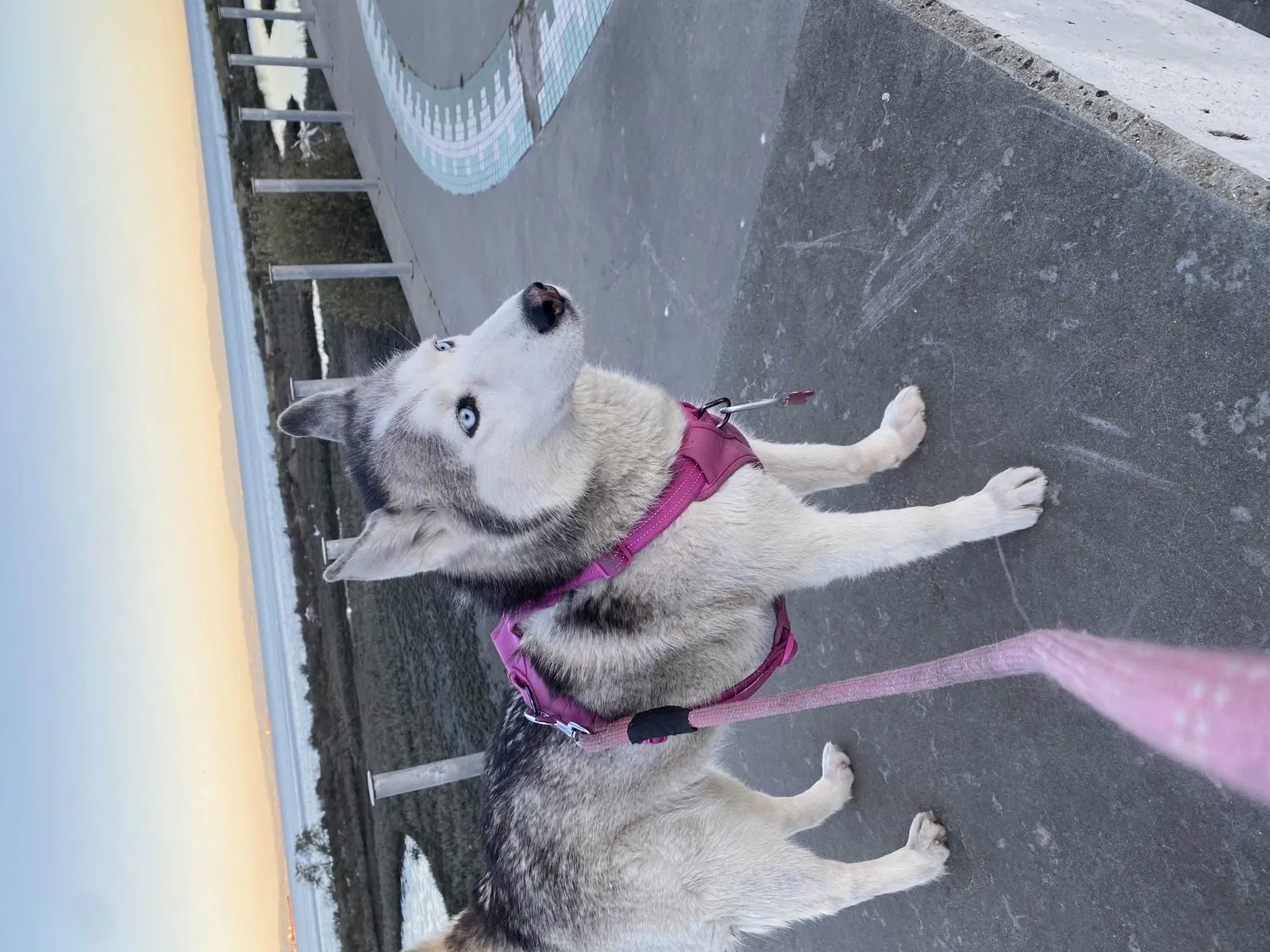Lost dog in San Francisco, CA, 94134