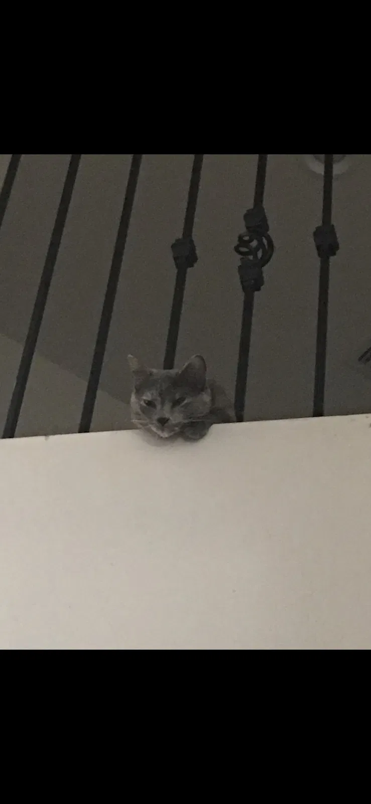 Lost cat in Mesa, AZ, 85204