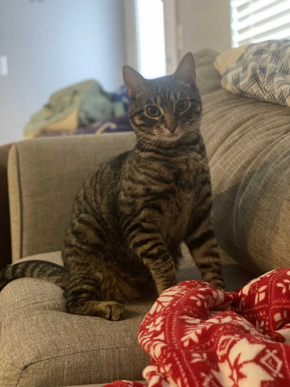 Lost cat in Wichita, KS, 67219