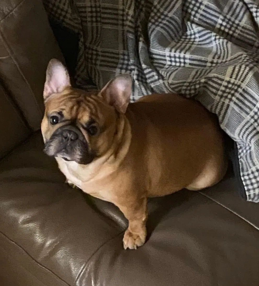 Lost dog in Bronx, NY, 10455