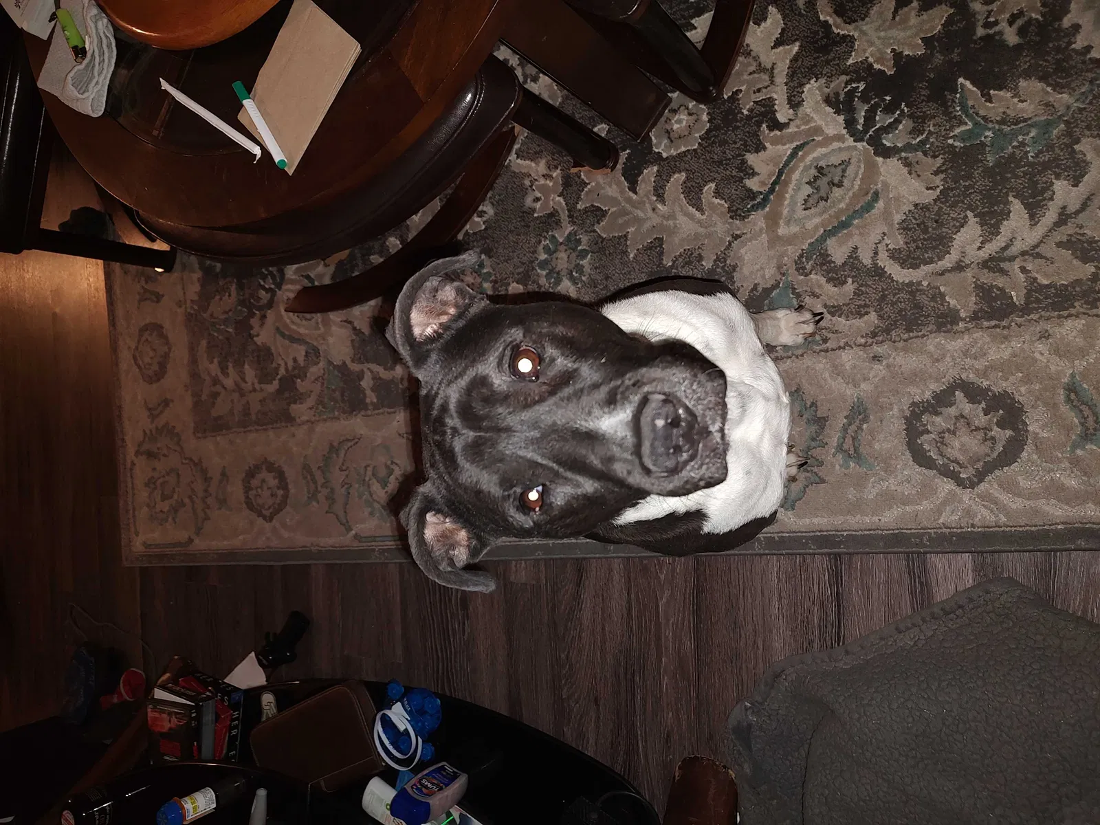 Lost dog in Albuquerque, NM, 87105