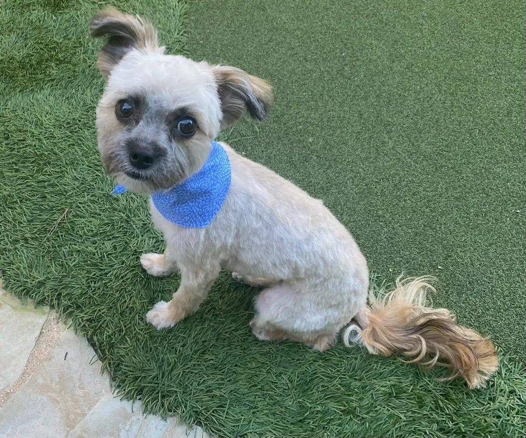 Lost dog in Lake Elsinore, CA, 92532