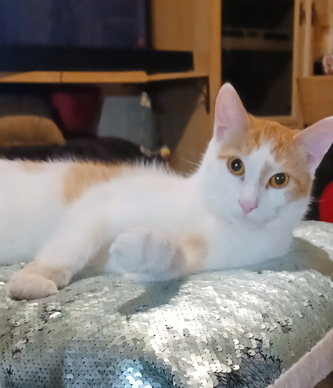 Lost cat in Rochester, NY, 14606