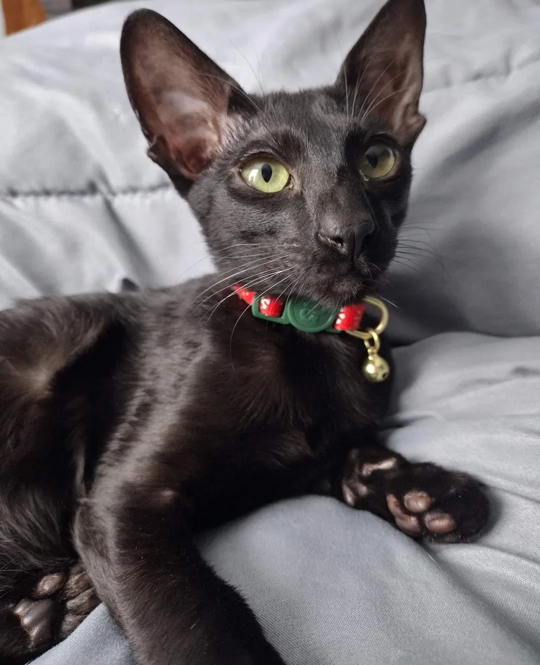 Lost cat in Richmond, KY, 40475