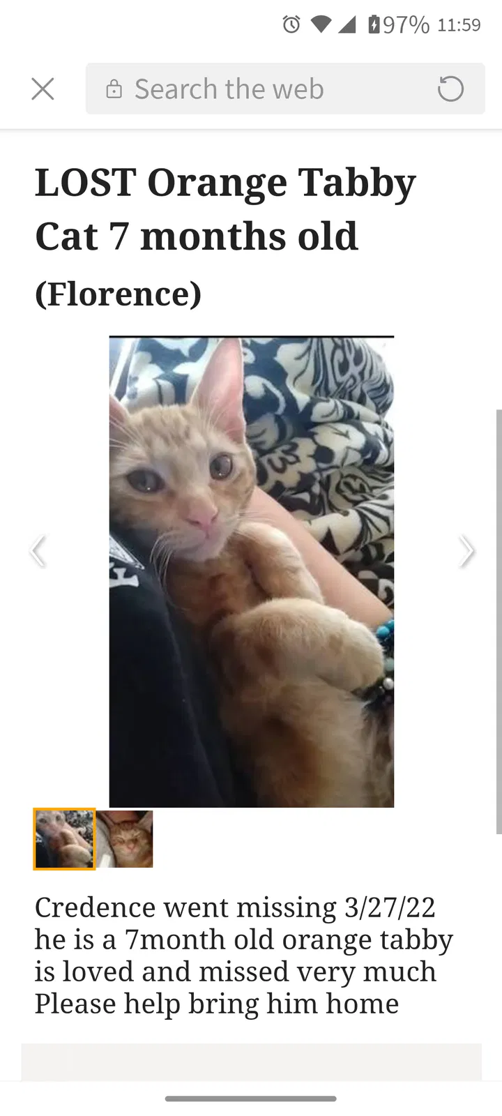 Lost cat in Florence, AZ, 85132