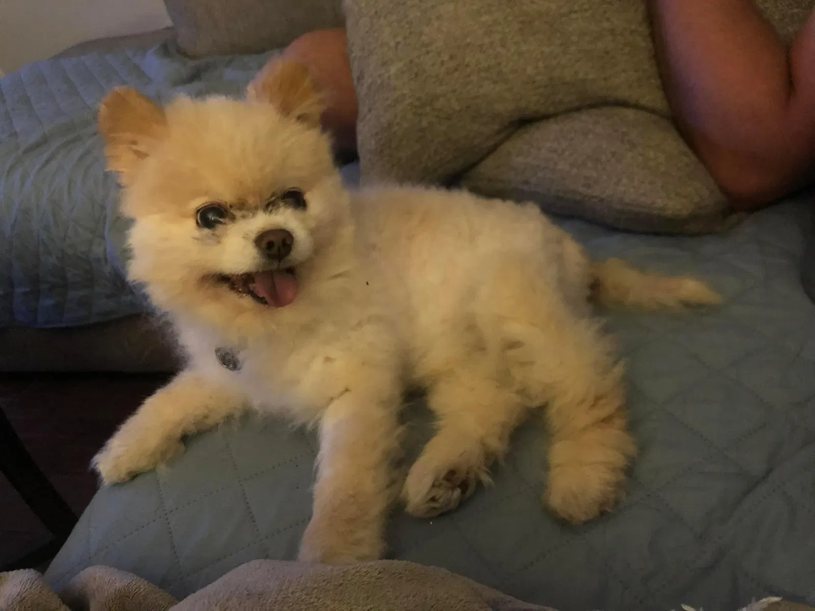Lost dog in Angleton, TX, 77515