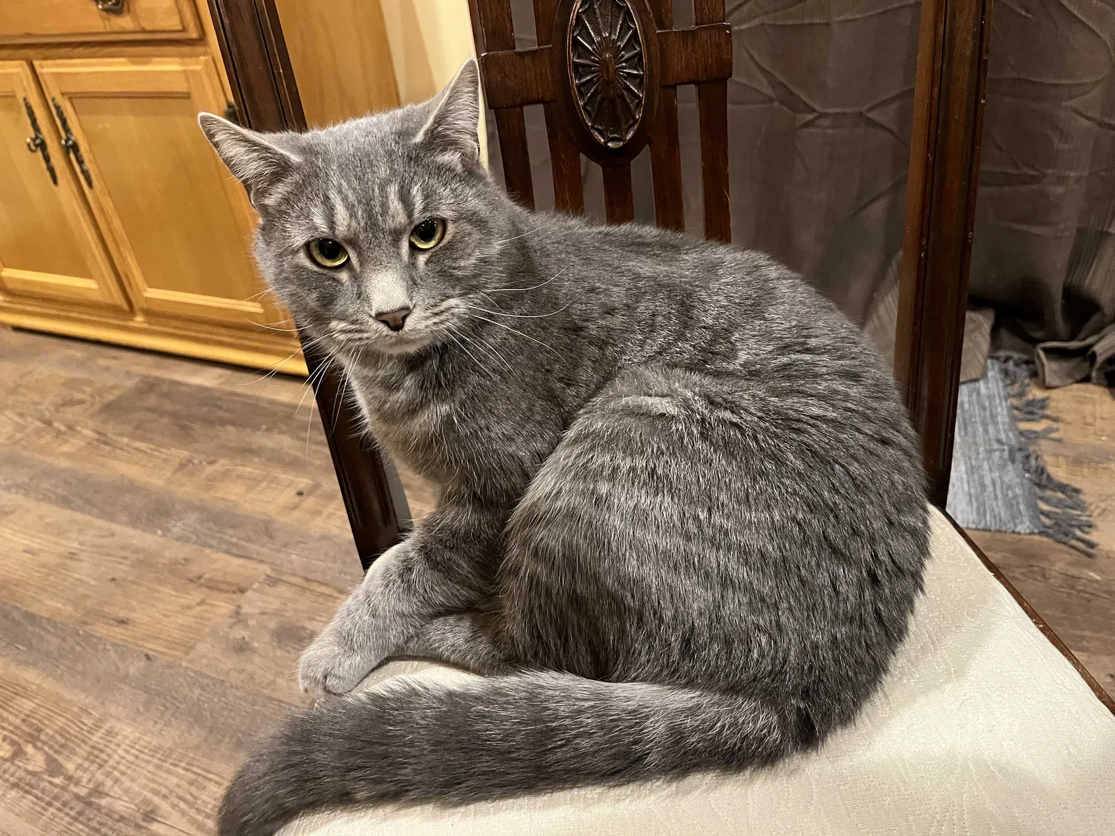 Lost cat in Appleton, WI, 54911