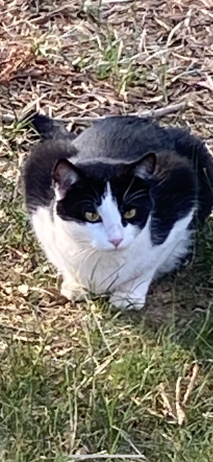 Lost cat in Greensboro, NC, 27410