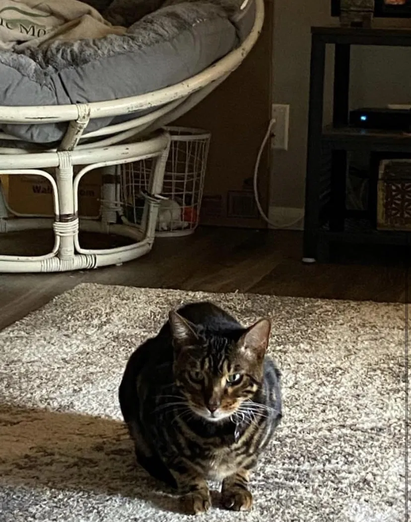 Lost cat in Bountiful, UT, 84010