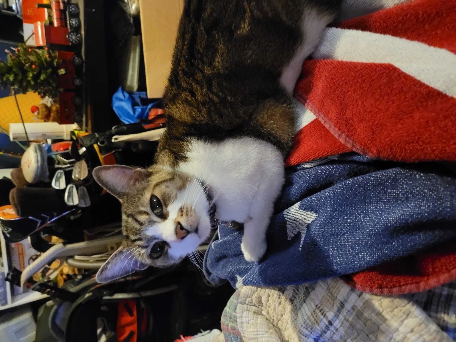 Lost cat in Sarasota, FL, 34232
