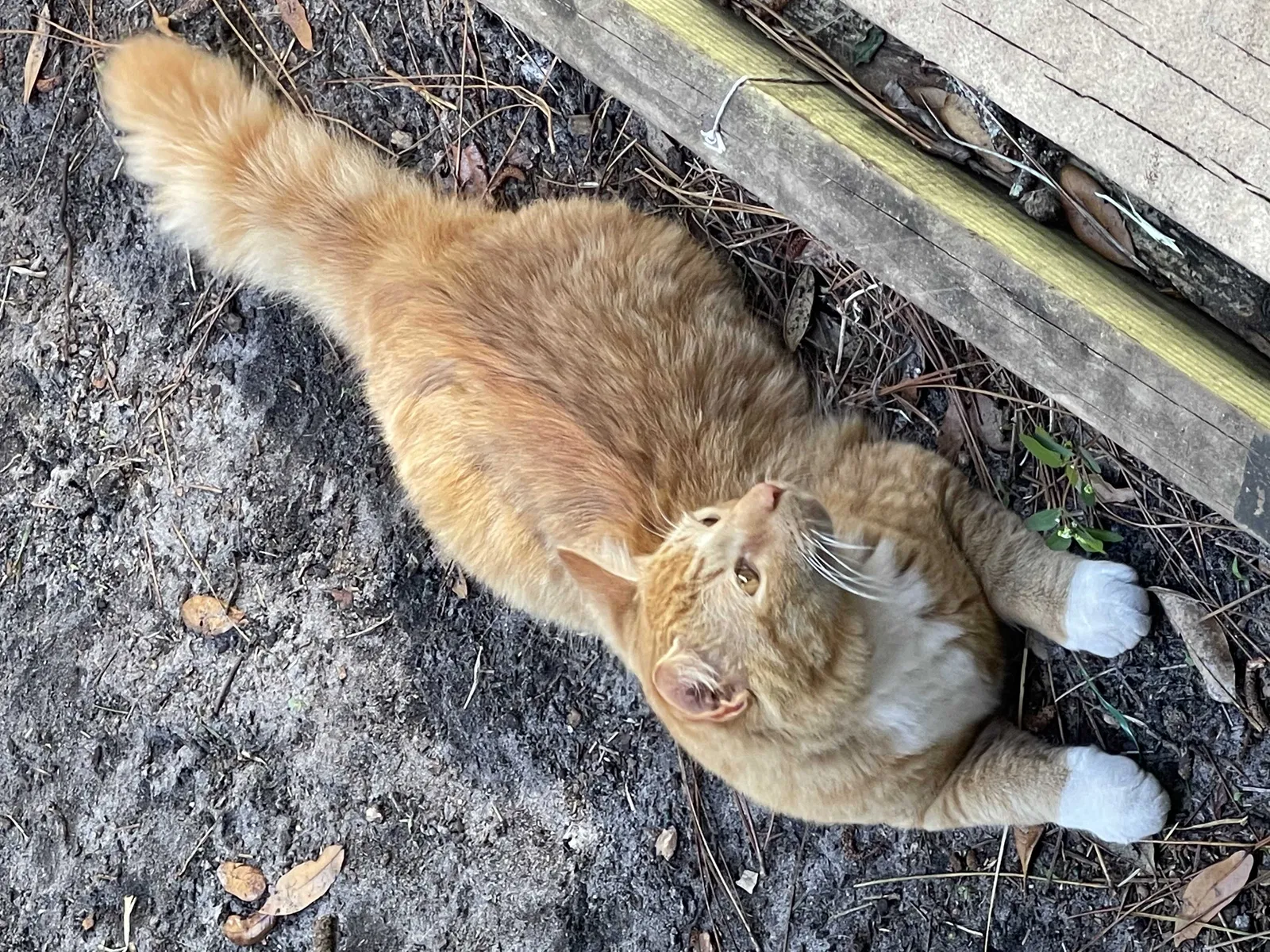 Lost cat in Ormond Beach, FL, 32174
