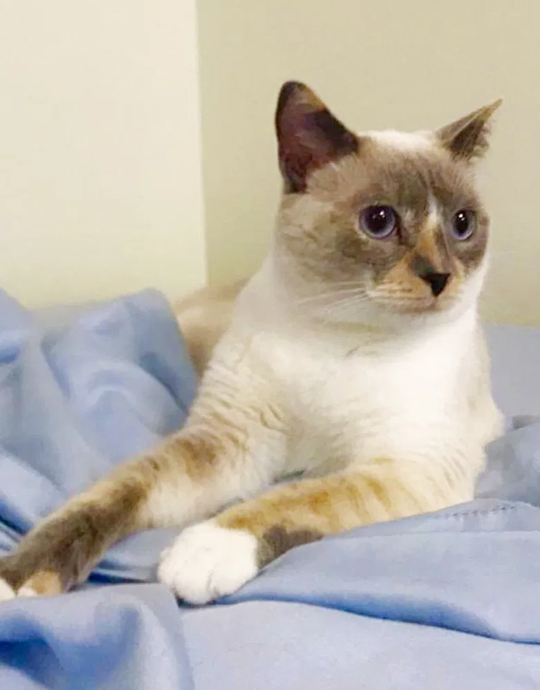 Lost cat in New Orleans, LA, 70118