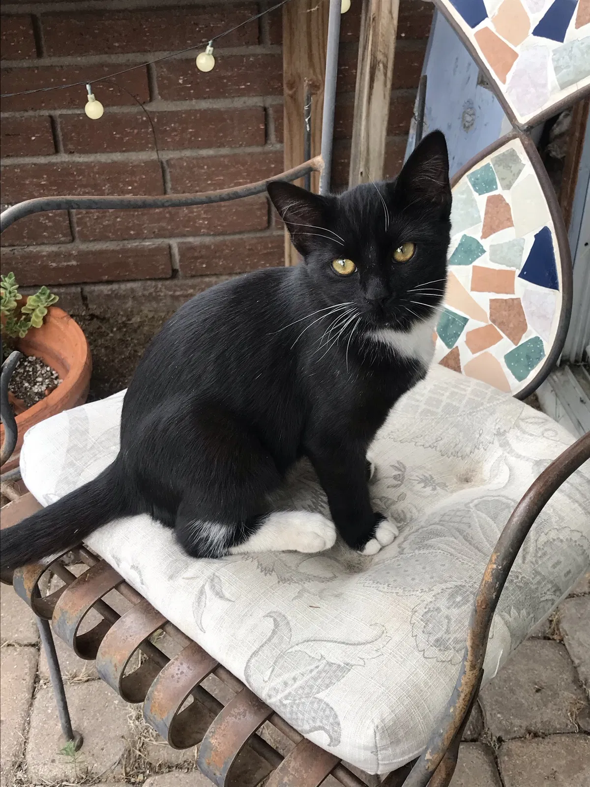 Lost cat in Fallbrook, CA, 92028