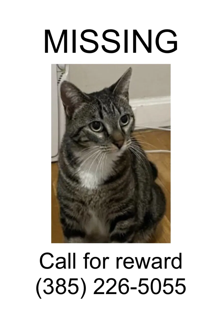 Lost cat in Salt Lake City, UT, 84103