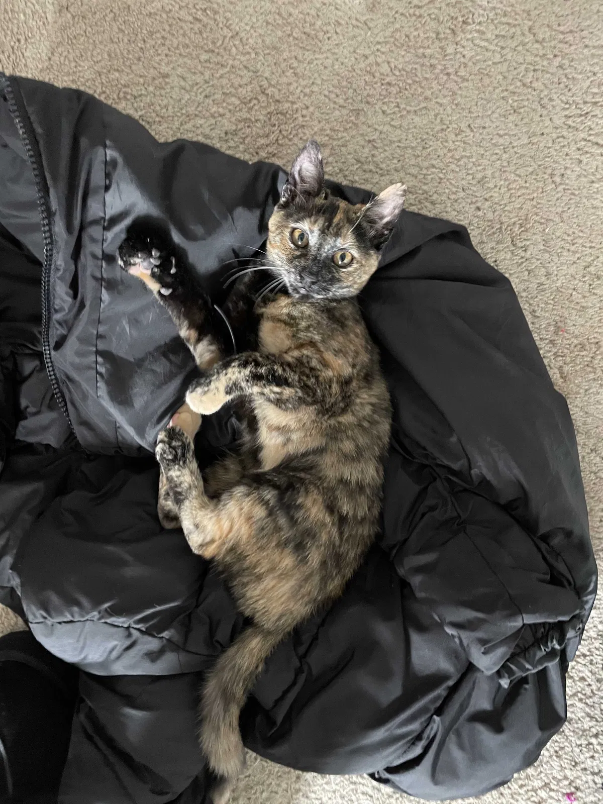 Lost cat in Smithfield, VA, 23430