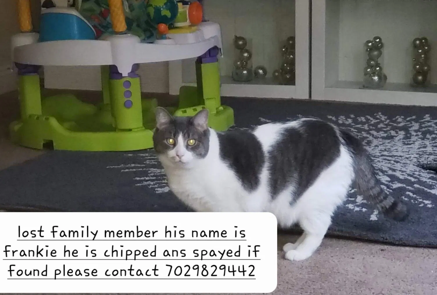 Lost cat in Norfolk, VA, 23508