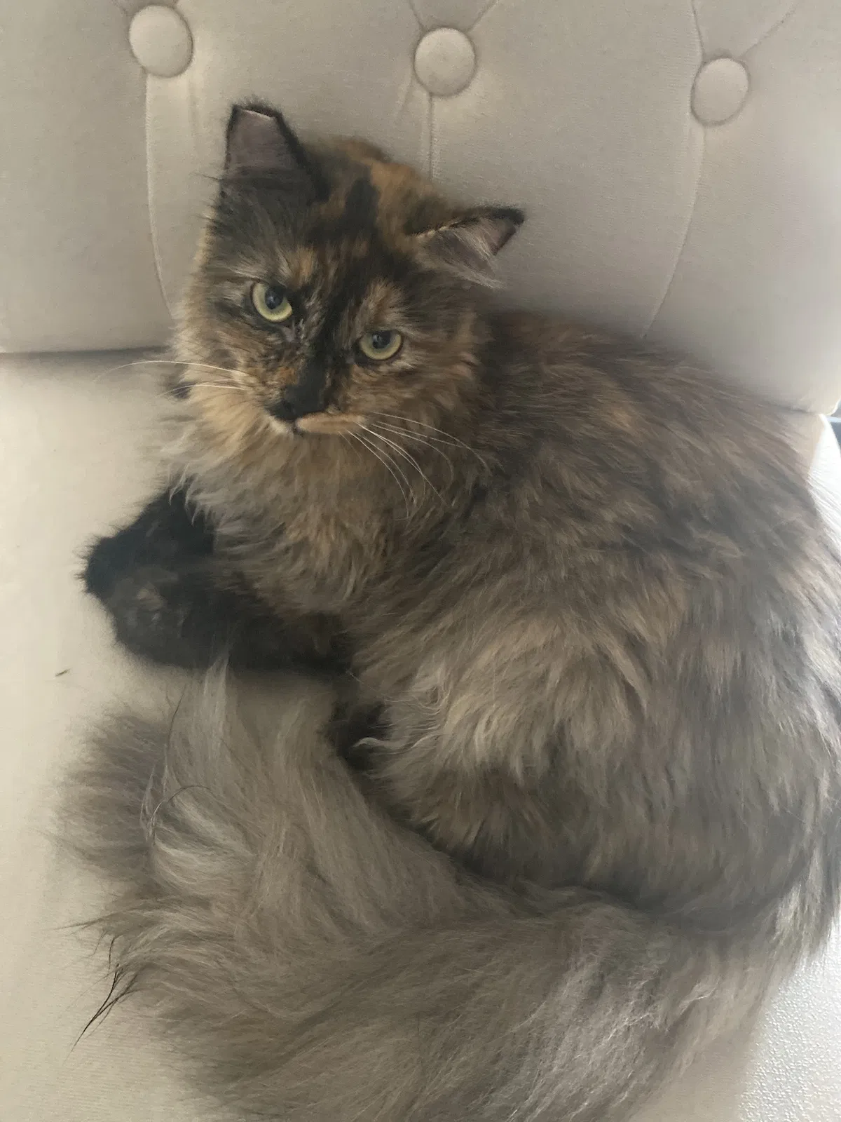 Lost cat in Boise, ID, 83705