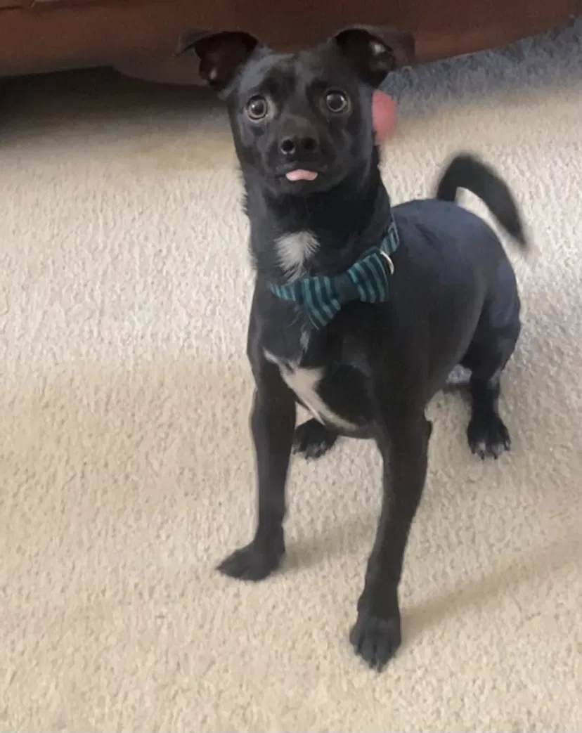 Lost dog in Oxnard, CA, 93030