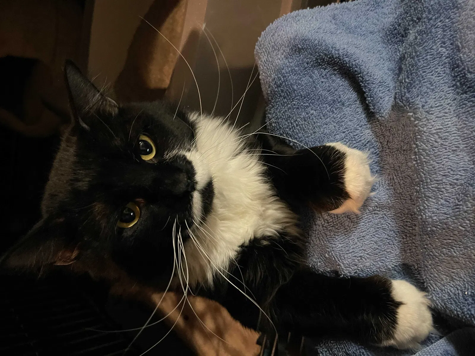 Lost cat in Albuquerque, NM, 87110